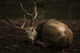PÈRE DAVID'S DEER