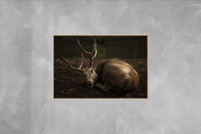 CERF DU PÈRE DAVID