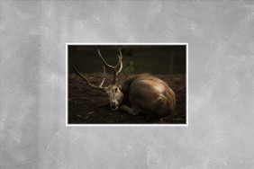 CERF DU PÈRE DAVID