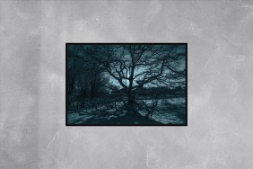 MYSTICAL OAK